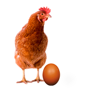 Notre poule pondeuse Novo-brown