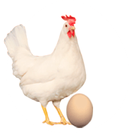 Notre poule pondeuse Novo-tinted