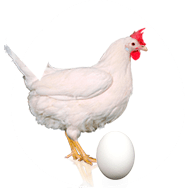 Notre poule pondeuse Novo-White